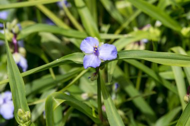 Geniş ve narin açık pembe gülleri yaz bahçesinde, doğrudan güneş ışığında, arka planda bulanık yeşil yapraklarla kaplayın.