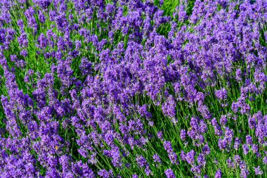 İngiltere, İskoçya 'da güneşli bir yaz gününde birçok küçük mavi lavanta çiçeği seçici bir odak noktası, güzel bir açık hava çiçek arka planıyla