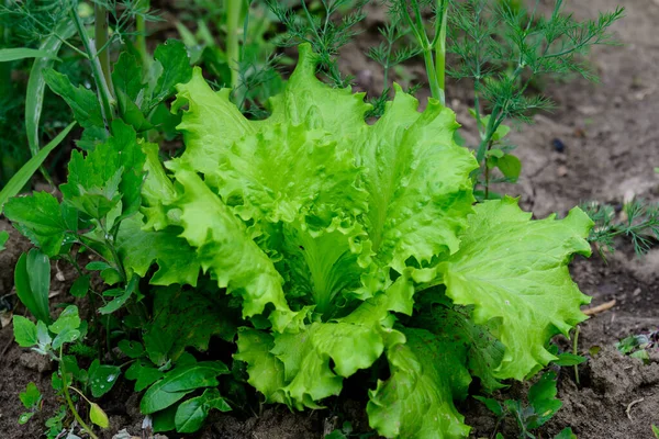 Large Group Fresh Green Leaves Lettuce Beetroot Organic Garden Small — Stock Photo, Image