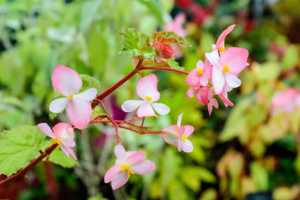 Close Delicate Small Pink Begonia Flowers Fresh Green Leaves Pot — Stock Photo, Image
