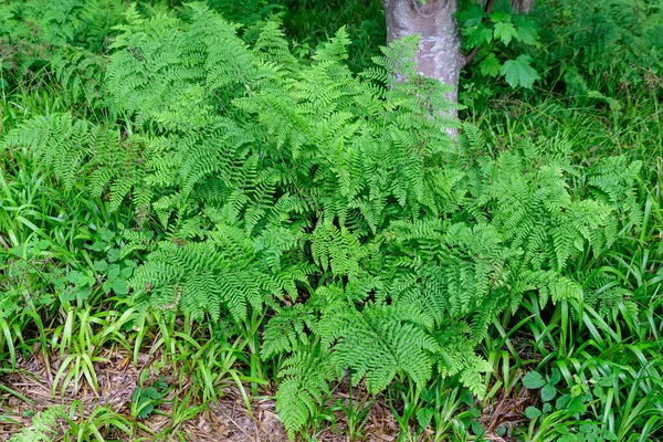 Grande Samambaia Verde Fresco Folhas Uma Floresta Dia Verão Escócia — Fotografia de Stock