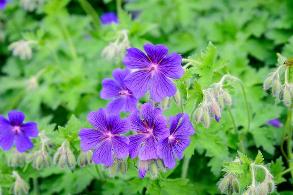 Grupa Żywych Różowych Kwiatów Pelargonii Powszechnie Znanych Jako Pelargonie Pelargonie — Zdjęcie stockowe