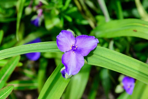 关闭了一朵蓝色的小花和绿叶的小花 在一个阳光明媚的夏季花园 美丽的室外花卉背景下 通常被称为弗吉尼亚蜘蛛侠或蓝衣 — 图库照片