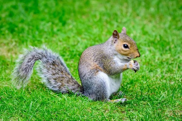 夏の晴れた日に森の中で食べ物を探している小さなリス ロイヤリティフリーのストック画像