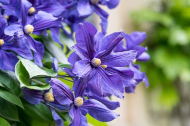 Güneşli bir bahar bahçesinde bir sürü narin mavi klematis çiçeği grubu, güzel açık hava çiçekleri.