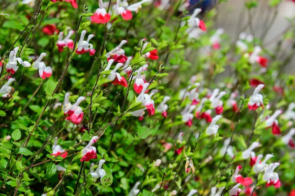 Nagy Örökzöld Cserje Fehér Piros Salvia Microphylla Hot Lips Virágok — Stock Fotó