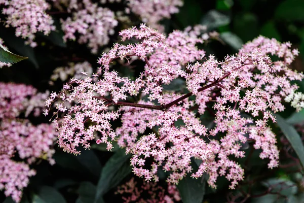 Delicadas Pequeñas Flores Rosadas Hojas Púrpuras Sambucus Black Beauty Tree — Foto de Stock