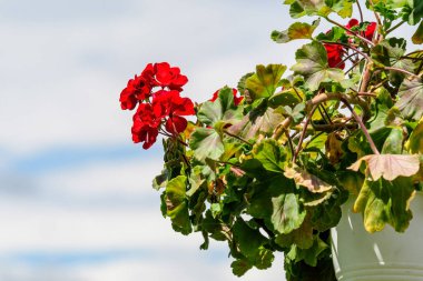Kırmızı Pelargonium çiçeklerinin (genellikle sardunya, pelargonyum veya leylek gagaları olarak bilinir) arkaplanı ve bulutlu gökyüzüne doğru beyaz bir bahçe çanağında bulanık yeşil yapraklar.