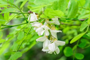 Robinia 'nın beyaz çiçekleri. Bilinen adıyla kara çekirge. Yaz bahçesinde yeşil yapraklar.