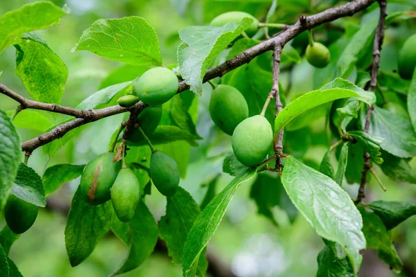 Ramo Com Frutas Jovens Folhas Verdes Ameixeira Pomar Dia Verão — Fotografia de Stock