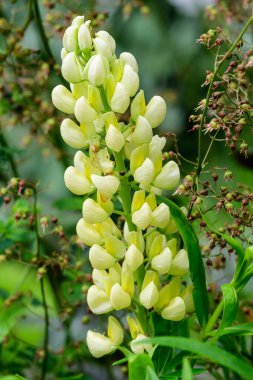 Lupinus 'un açık sarı çiçekleri, genellikle lupin ya da lupin olarak bilinir, tam çiçeklenme ve yeşil çimlerde güneşli bir bahar bahçesinde, güzel açık hava çiçekli arka planda yumuşak bir odak ile fotoğraflanmıştır.