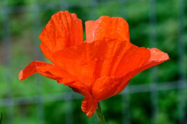 Kırmızı portakallı gelincik çiçeğini kapatın ve güneşli bir yaz gününde İngiliz kır evi bahçesinde bulanık küçük çiçekler açın. Güzel bir açık hava çiçekli arka planda yumuşak bir odak ile fotoğraflanmış.