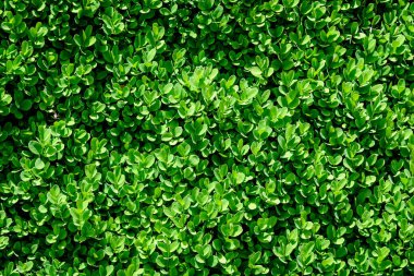 Baharın güneşli bahçesinde çalılıklarda ya da çalılıklarda yetişen bir çok yeşil yaprağın dokulu doğal arkaplanı.