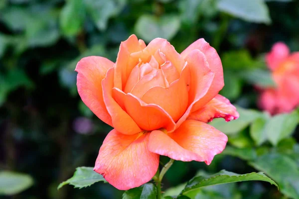 Close Uma Grande Delicada Rosa Laranja Vívida Plena Floração Jardim — Fotografia de Stock