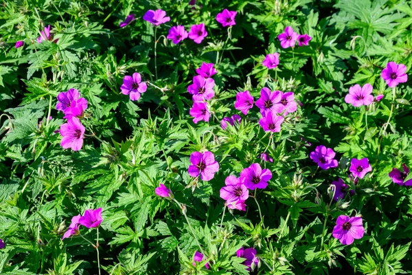 Sok Finom Világos Rózsaszín Virágok Geranium Pratense Vadon Élő Növény — Stock Fotó