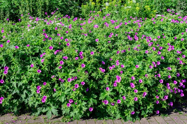 Many delicate light pink flowers of Geranium pratense wild plant, commonly known as meadow crane\'s-bill or meadow geranium, in a garden in a sunny summer day, beautiful outdoor floral background