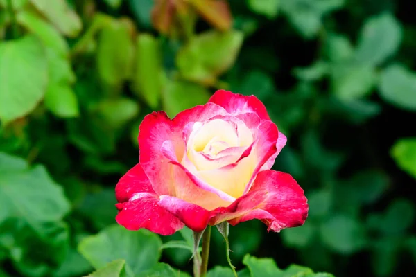 Primer Plano Una Gran Delicada Rosa Viva Rosas Blancas Plena — Foto de Stock