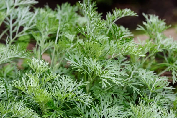 Artemisia Absinthium Taze Yeşil Yapraklarını Pelin Otu Grand Wormwood Absinthe — Stok fotoğraf