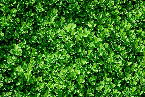 Baharın güneşli bahçesinde çalılıklarda ya da çalılıklarda yetişen bir çok yeşil yaprağın dokulu doğal arkaplanı.