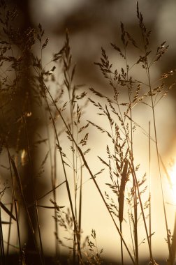 Gün batımında göl kenarındaki kuru sazlıklar.