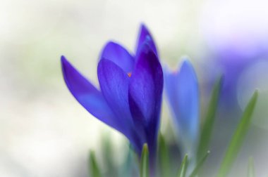 İlkbaharda Crocus sabah tazeliği. Yakın çekim makro çekim odak dışı.