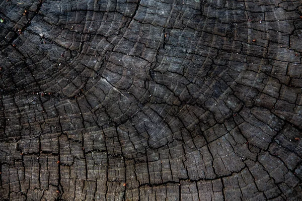 Losa Madera Patrón Madera Fondo —  Fotos de Stock