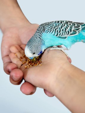 Mavi ve yeşil papağan tek başına.