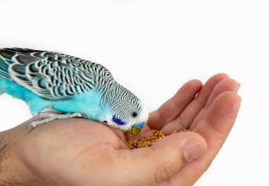 Mavi ve yeşil papağan tek başına.