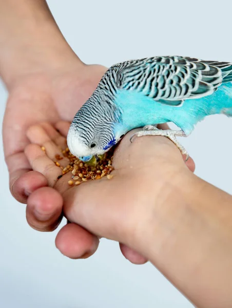 Mavi ve yeşil papağan tek başına.