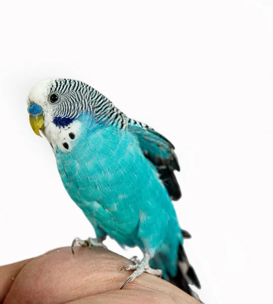 Blue Green Parrot Hand Isolated — Stock Photo, Image