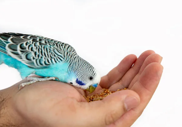 Mavi ve yeşil papağan tek başına.