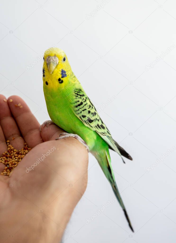 blue and green parrot on hand, isolated