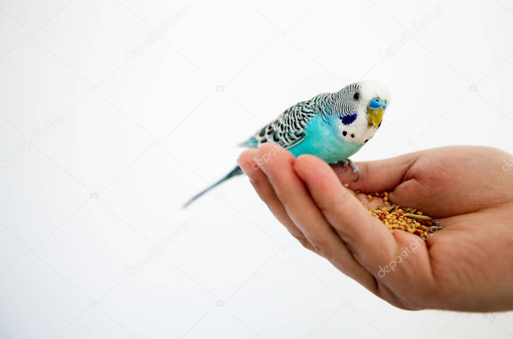 blue and green parrot on hand, isolated