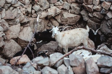 Dağ keçileri eski bir taş çayırda