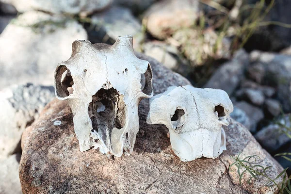 authentic animal skull on stones