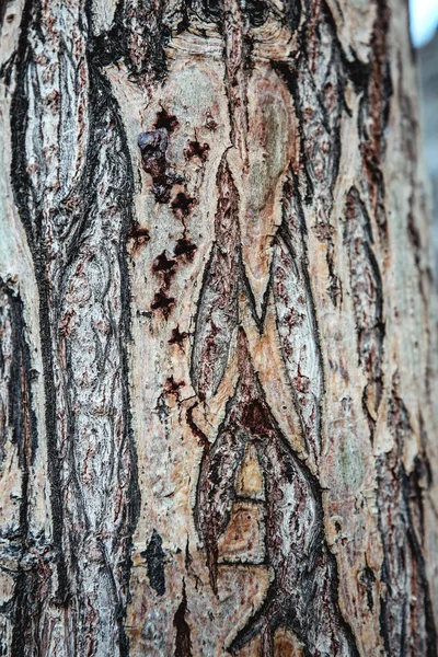 Stare Zbliżenie Drzewa Tekstura Drewna — Zdjęcie stockowe