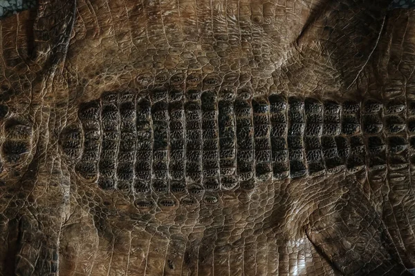 Timsah derisi dokusunu yakından çek.