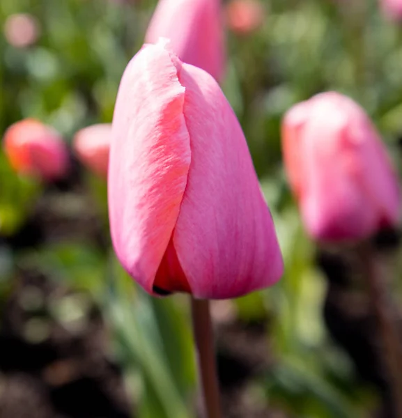Baharın başında sokakta laleler