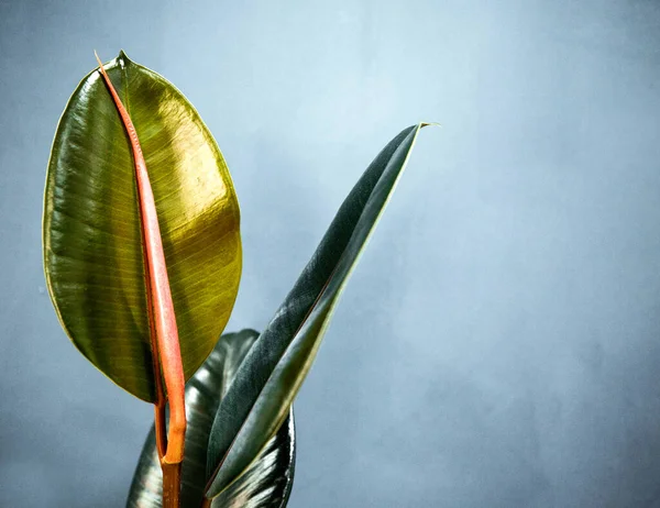 Flor Exótica Com Folhas Verdes Vagem Vermelha Close Espaço Cópia Imagens De Bancos De Imagens