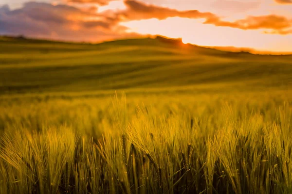 Val Orcia Toscana Campo Trigo Primavera Atardecer Detalle Las Espigas —  Fotos de Stock