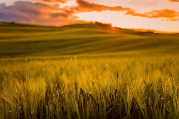 Вал Орсія Тоскані Пшеничне Поле Навесні Після Заходу Сонця Деталі Ліцензійні Стокові Зображення