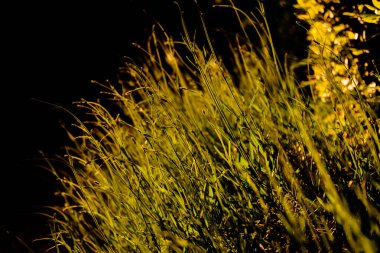 Gün batımında güneşin altında çimen çalısı.