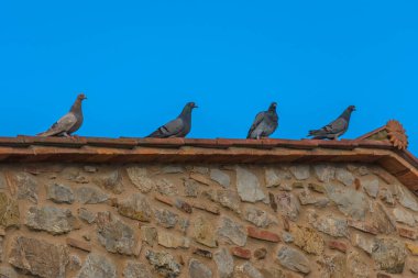Toskana kırsalındaki bir evin çatısında sıralanmış dört güvercin, komik bir an.