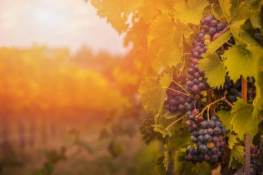 İtalya, Toskana 'daki üzüm bağında olgunlaşmış kırmızı Sangiovese üzümlerinin ayrıntıları