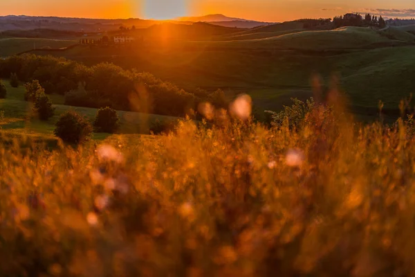Toscana Landskap Kullar Sommaren Vid Solnedgången Med Suddigt Torrt Gräs — Stockfoto