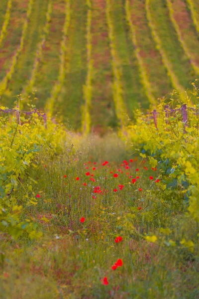 Vinodling Toskanska Kullar Med Blommande Vallmo Italien — Stockfoto