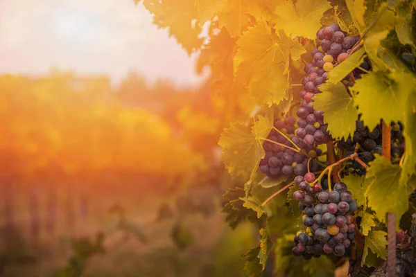 Szczegół Prawie Dojrzałych Czerwonych Winogron Sangiovese Winnicy Toskanii Włochy — Zdjęcie stockowe