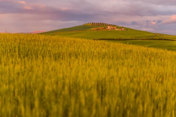 Val Orcia Toscana Vetefält Med Gård Vid Solnedgången Efter Regn — Stockfoto