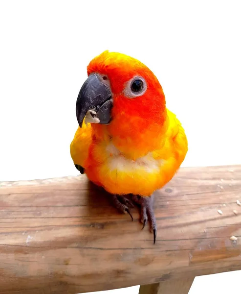 Spojrzenie Barwnej Papugi Gołąbeczki Białym Tle — Zdjęcie stockowe