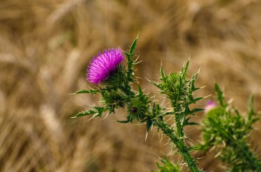 Thistle buğday alanında